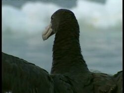 CU Albatross head looking around, Antarctica Stock Footage