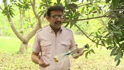 VOICED : Pakistani mango growers slice in to India market News Clip