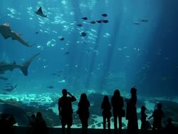 MS Large fish tank in aquarium / Atlanta, Georgia, United States Stock Footage