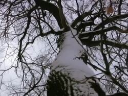 Winter tree Stock Footage
