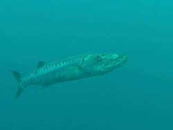 Barracuda North Carolina, Atlantic Ocean  Stock Footage