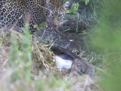 Leopard eating at secret place - camouflage Stock Footage