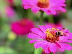 Zinnia Stock Footage