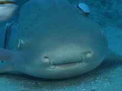 CU Zebra shark resting on sea floor with remora attached / Matola, Maputo, Mozambique Stock Footage