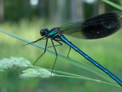 Rare blue dragonfly among blades of grass: extreme close-up Stock Footage
