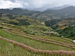 terraced rice field in Mu Chang Chai, Vietnam Stock Footage