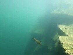 Diver chasing perch underwater Stock Footage
