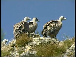 MS low angle, 3 Vultures resting on cliff-top, blue sky background, France Stock Footage