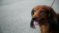 Long-haired Dachshund Stock Footage