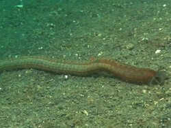 Holothurian sea close up. Indonesia  Stock Footage