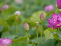 View of lotus pond Stock Footage