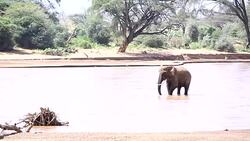 African Elephant at wild Stock Footage