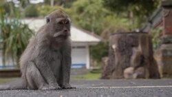 LS Macaque Monkey Stock Footage
