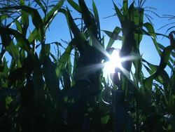 Corn Field backlite by sun Stock Footage
