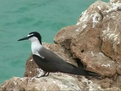 Bridled tern, Sterna anaethetus, standing on rock, looks around, CU, Oman Stock Footage