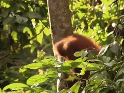 Orangutan climbs down a tree and drinks Stock Footage