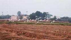 Birds Flying Stock Footage