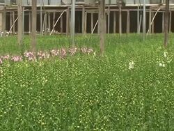 Snapdragons (Antirrhinum Majus) Stock Footage