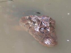 Caiman in the muddy water Stock Footage