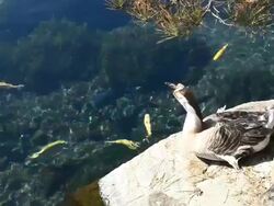 Beautiful goose and blue lake Stock Footage