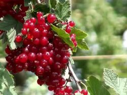 MS Bunch of redcurrant, ribes rubrum / Serrig, Rhineland-Palatinate, Germany Stock Footage