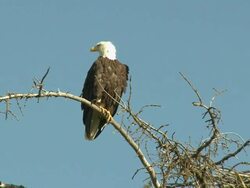 "Bald eagle beside nest, turns and flies off to right, over Homer, Kenai Peninsula, Alaska." Stock Footage