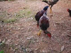 Raise chickens Stock Footage