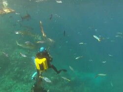 Rebreather diver films Silky sharks schooling near surface, Saudi Arabia, Gulf  Stock Footage