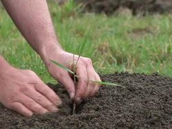 HD: Planting Stock Footage