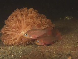 Cardinal fish, by anemone waving in close up. Indonesia  Stock Footage