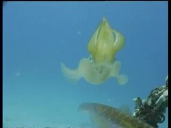 CU pair of Bigfin Reef Squid swimming amongst sunken palm, Mabul, Borneo, Malaysia Stock Footage