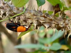 Beetle Rhynchophorus Stock Footage