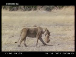 MS lioness walking with cub in her mouth Stock Footage