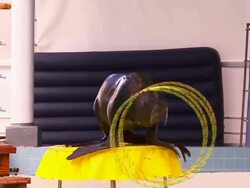 Seal play in hula hoop. Stock Footage