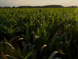 WS CS Farmer Punching The Air Stock Footage