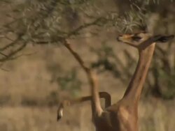 Gerenuk (Litocranius walleri) standing on hindlegs to browse, Kenya Stock Footage