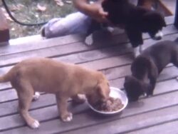 Puppy Chow 1960's Stock Footage