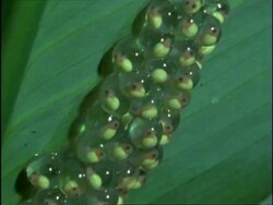 CU Tilt down tadpoles of Red-eyed Tree Frog (Agalychnie callidryae) moving within frogspawn on leaf, Costa Rica Stock Footage