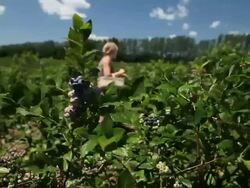 MS Blueberry bushes blowing in wind and lady picking blueberries / Milton, Ontario, Canada Stock Footage