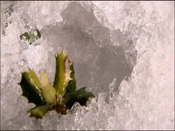 Ice melting around Holm Oak (Quercus ilex) leaves, Parque Natural Sierra Nevada, Andalucia, Spain Stock Footage