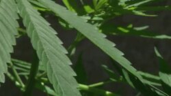 VOICED : Tiny Uruguay plans groudbreaking News Clip