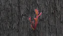 CLEAN : Australia: Some signs of forest regeneration News Clip