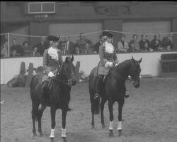 HORSE OF THE YEAR News Clip