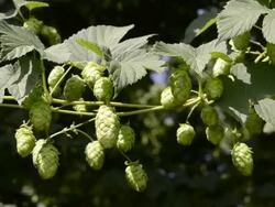 MS View of Hop cones in hop garden / Mainburg, Bavaria, Germany Stock Footage