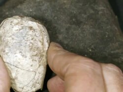 Crinoid fossil from Bolivia, in a nodule which has been split open Stock Footage