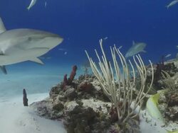 Schooling sharks, caribbean reef, tiger and lemon sharks Stock Footage