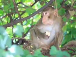 Monkey eating. Stock Footage