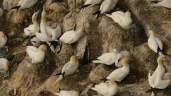 Gannet with chiks in the nest Stock Footage