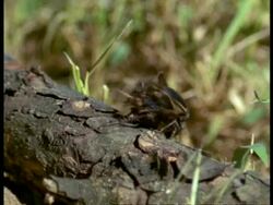 Crickets (Gryllus integer) MS mating on dead wood, Texas, USA Stock Footage