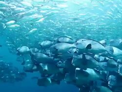 MS TS School of bumphead parrotfish and jacks fish swimming in bright sunlight in blue water / Sipadan, Semporna, Tawau, Malaysia Stock Footage
